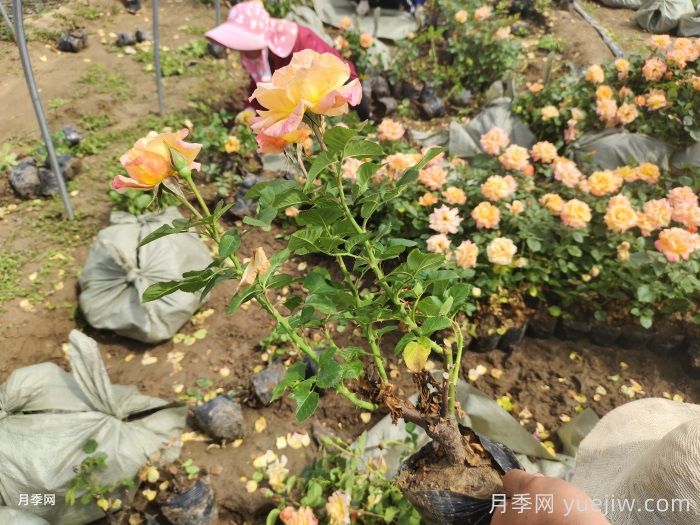 澳州黃金月季有什么優(yōu)點？值得入手嗎？(圖2)