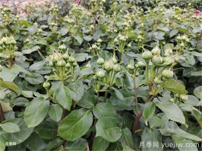 月季到了5月份還不開花是什么原因？(圖1)