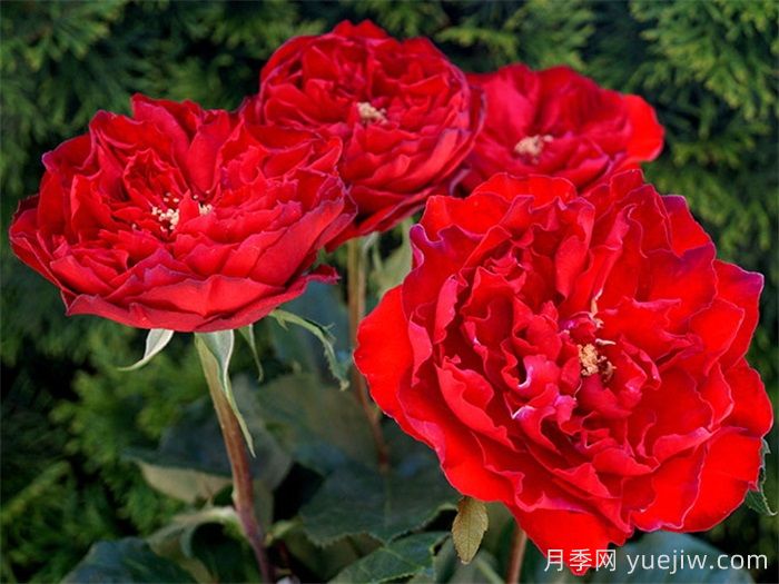 紅蘋果月季和紅舞裙月季有什么區(qū)別？(圖2)