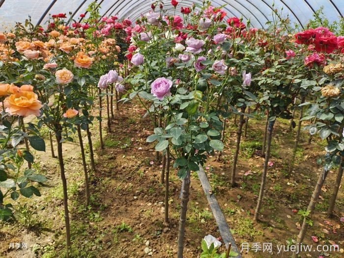 多色棒棒糖，讓一株月季開出多色花(圖2)