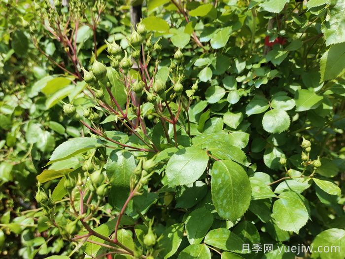 月季花苞需要疏蕾嗎？(圖1)