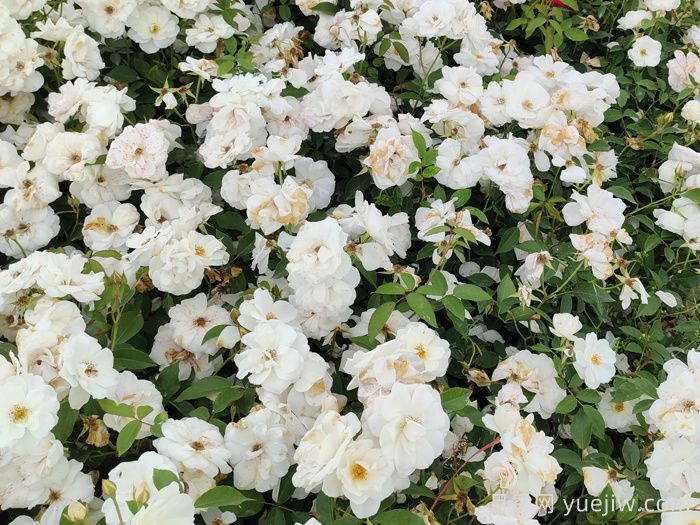 新疆可以種植哪些月季花品種？(圖1)