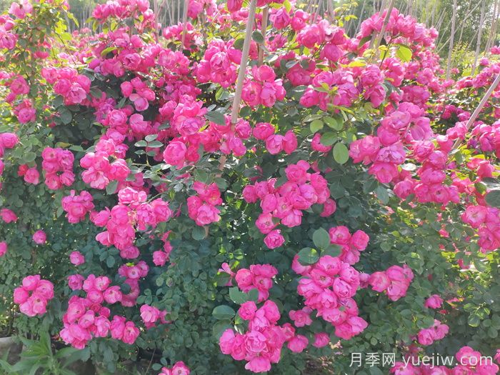 西藏園林綠化有哪些適合的月季？(圖2)