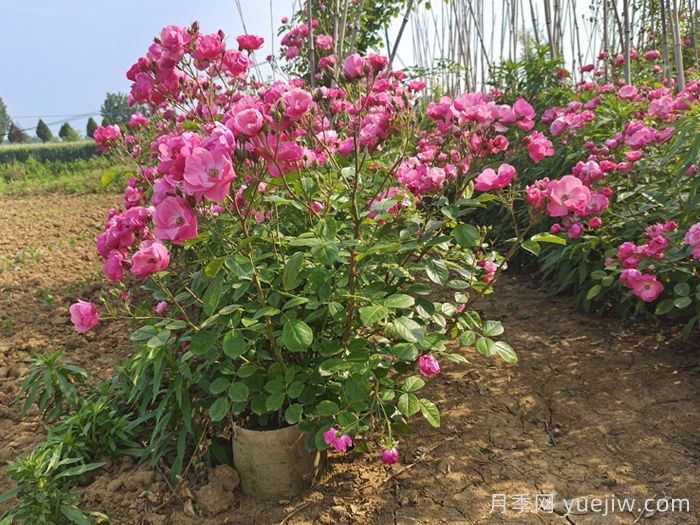 護(hù)坡可以種月季花嗎？(圖1)