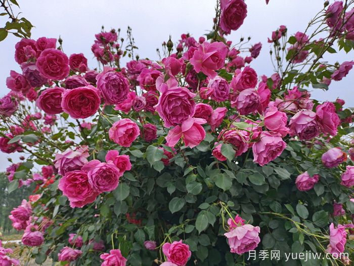 月季有紅蜘蛛用什么藥防治效果好？(圖1)