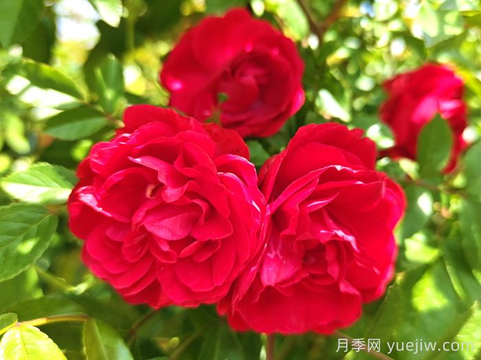 紅木香月季和夏令營(yíng)月季有什么區(qū)別？(圖1)