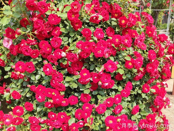紅木香月季和夏令營(yíng)月季有什么區(qū)別？(圖2)