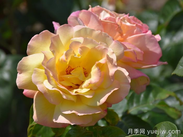 花朵直徑在15-20厘米的大花月季品種有哪些？(圖2)