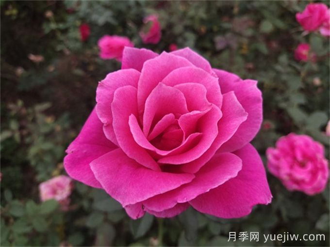 花朵直徑在15-20厘米的大花月季品種有哪些？(圖3)