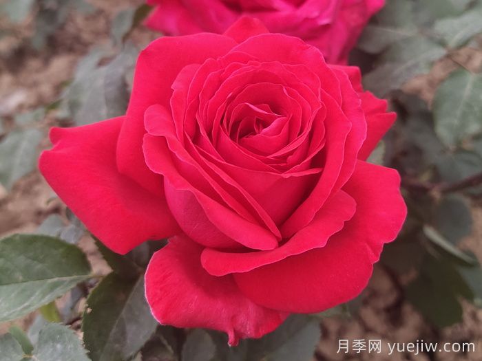花朵直徑在15-20厘米的大花月季品種有哪些？(圖4)