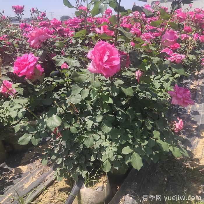 月季開完花，不同狀態(tài)和季節(jié)怎樣修剪？(圖1)