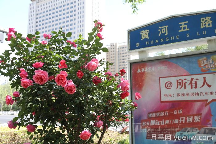 濱州月季：市花月季綻放，繁花似錦惹人醉！(圖2)