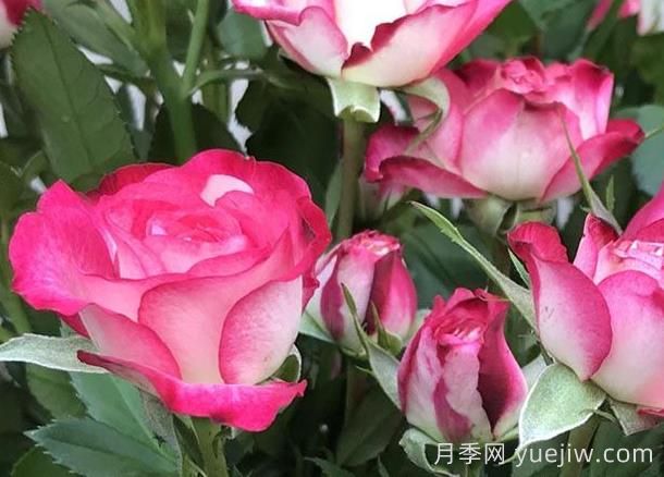 月季介紹之復色獅子座(圖1)