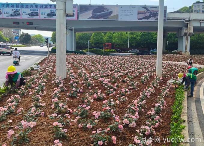 郴州月季：郴州增植月季，月季綻放驚艷花海(圖1)