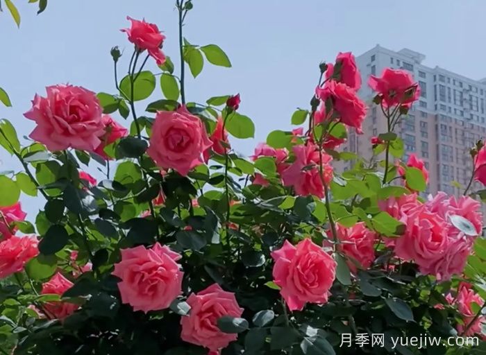 西安月季：一路絢爛，素質(zhì)月季花開滿西安(圖2)