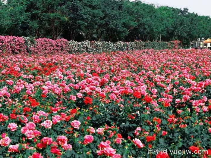 西安月季：西咸新區(qū)300萬(wàn)株月季花?；鸪鋈?圖2)