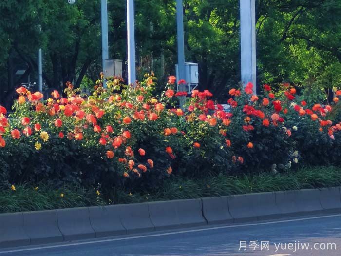 北京豐臺17.6公里月季項(xiàng)鏈上線，三環(huán)路變身浪漫花廊(圖2)