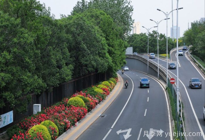 北京朝陽(yáng)月季海洋，街頭已開濃顏模式(圖2)