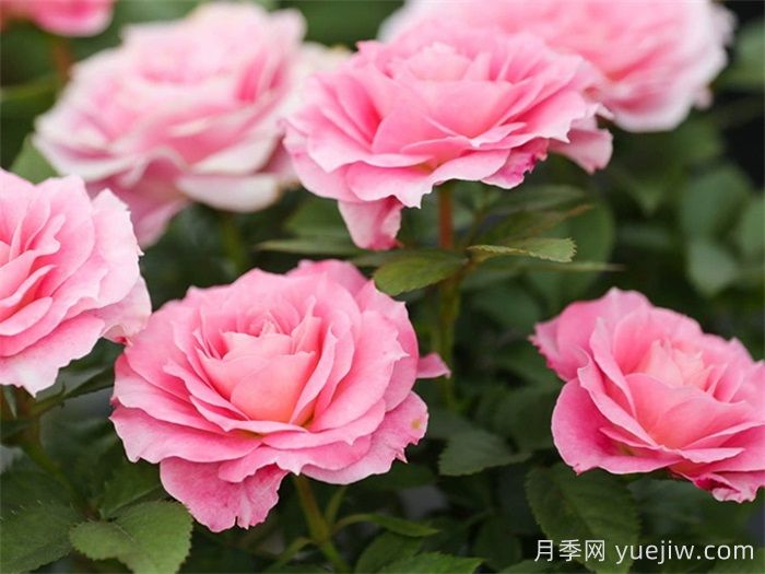 三款微型月季，陽(yáng)臺(tái)養(yǎng)月季必選(圖3)