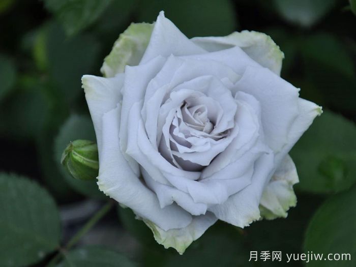 藍(lán)色天堂月季(圖2)