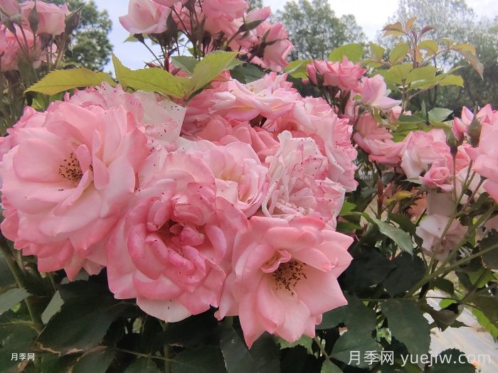 月季花后需要修剪嗎？不剪可以嗎？(圖1)