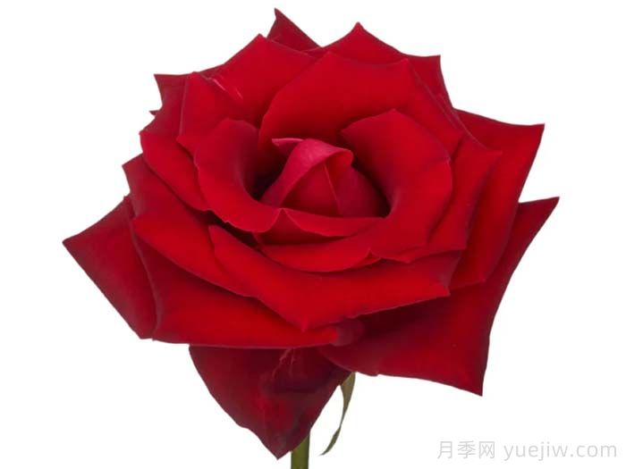 女士殺手月季/情場(chǎng)高手(圖1)