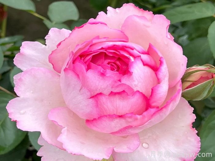 伊芙唯一月季/伊芙一號(hào)月季(圖1)
