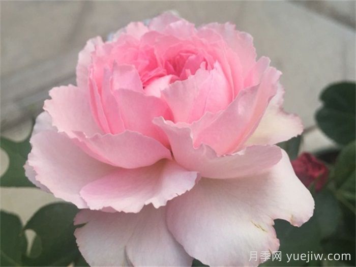 伊芙唯一月季/伊芙一號(hào)月季(圖2)