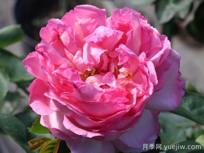 伊芙五號(hào)月季(圖1)