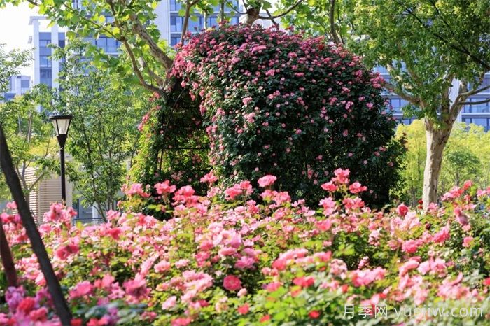上海浦東濱江前灘月季園，置身月季花海(圖1)
