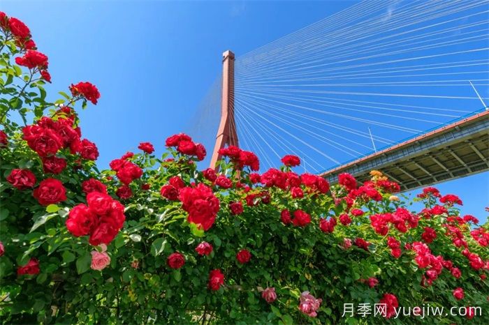上海浦東濱江前灘月季園，置身月季花海(圖3)