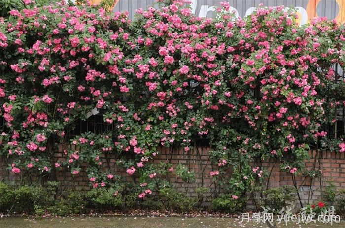 薔薇已開滿墻！這波被成都成華美到了(圖2)