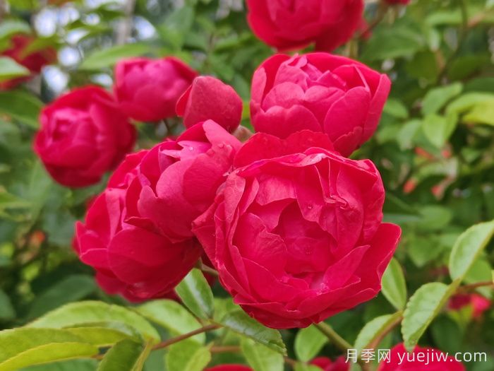 紅科斯特變成紅木香月季，新名字成就一種花(圖1)