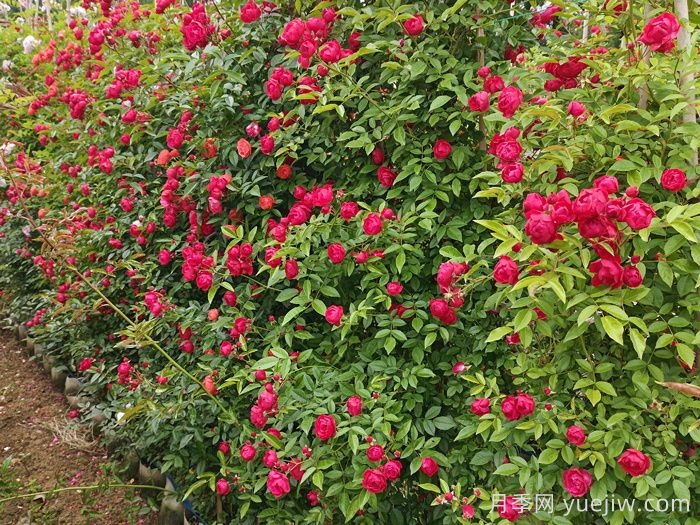 紅科斯特變成紅木香月季，新名字成就一種花(圖2)