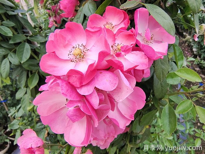 藤本月季中有哪些單瓣花？(圖1)