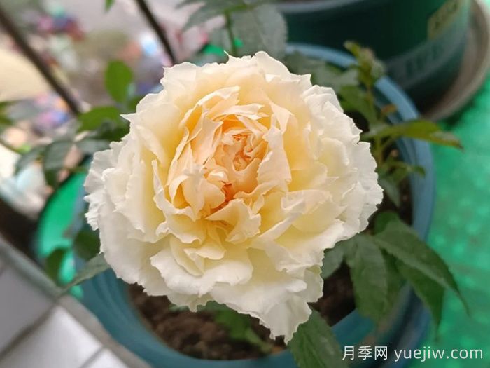 狄安娜陽臺月季(圖1)