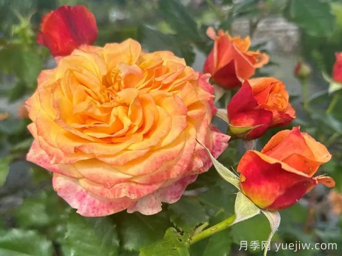 科塔別墅月季/拉維蘭別墅/瘋狂的愛(圖2)