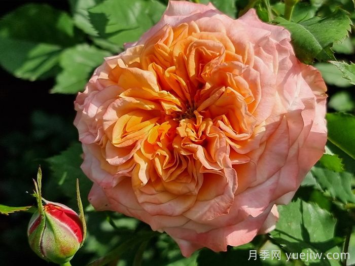 科塔別墅月季/拉維蘭別墅/瘋狂的愛(圖1)