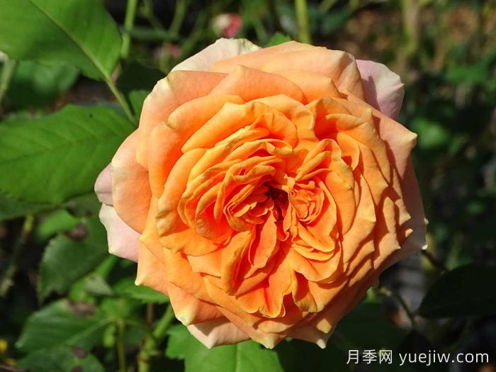科塔別墅月季/拉維蘭別墅/瘋狂的愛(圖4)
