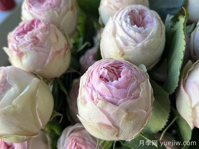 曼斯菲爾德莊園月季/泰林月季(圖2)