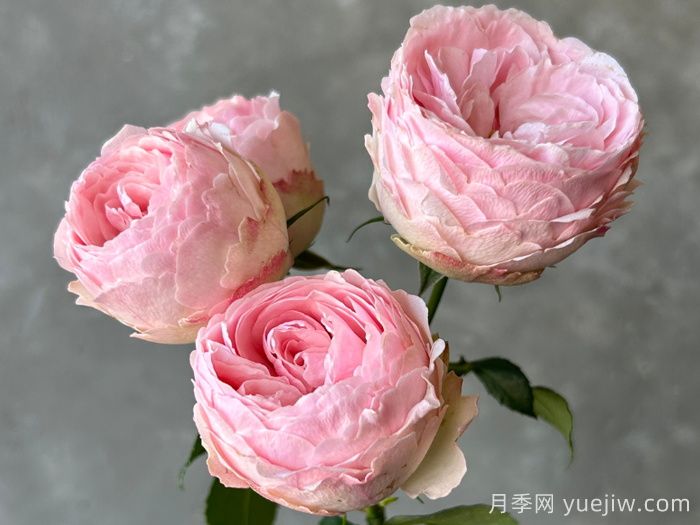 曼斯菲爾德莊園月季/泰林月季(圖3)