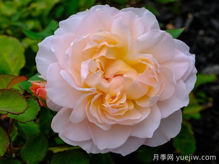抹大拉的瑪麗亞月季/瑪麗亞瑪達(dá)琳(圖1)