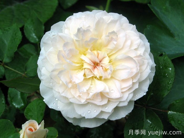 抹大拉的瑪麗亞月季/瑪麗亞瑪達(dá)琳(圖2)