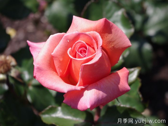 格特魯?shù)率╉f策月季(圖1)