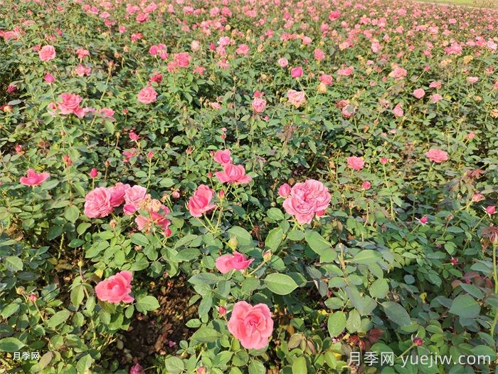 月季花盛開***佳觀賞時間與養(yǎng)護(hù)要點(圖3)