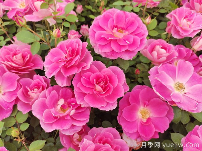 月季花盛開***佳觀賞時間與養(yǎng)護(hù)要點(圖2)