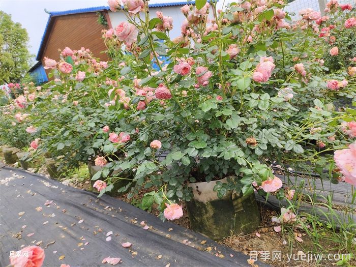 夏季月季養(yǎng)護全攻略：避開雷區(qū)，輕松爆花(圖2)