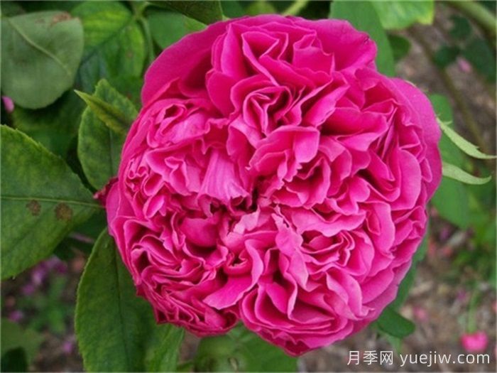 超大花朵20公分的月季有哪些？(圖3)