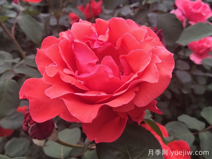 大花月季品種的花朵大小會受到哪些因素影響？(圖1)