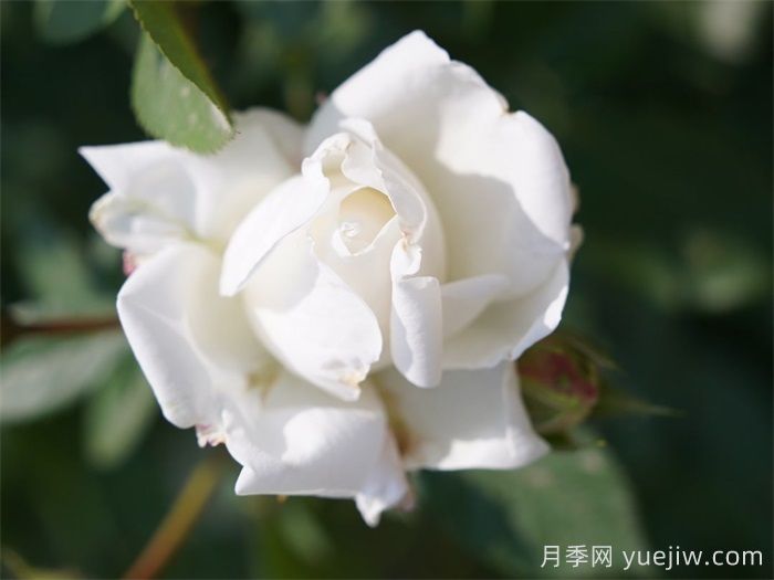 雪夫人月季(圖1)